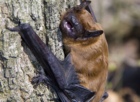 Les Chauves Souris Laise Dans Le Parc Des Droits De Lhomme