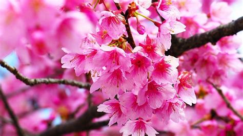 Best Spring Cherry Blossom Wallpapers - Wallpaper Cave