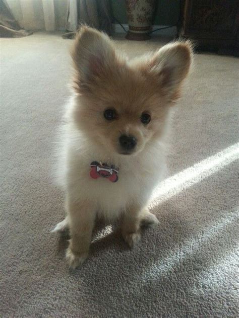 Pomeranian Chihuahua Mix Care Guide: A Feisty And Furry, 56% OFF