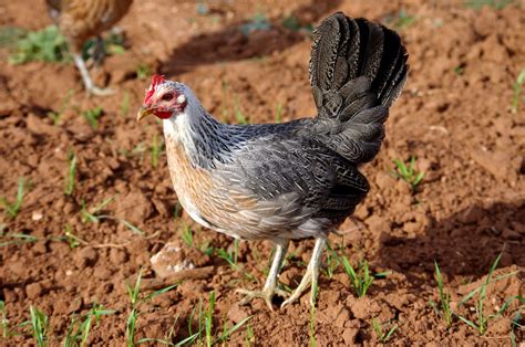 American Game Chicken Breed Info - Chicken & Chicks Info