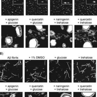 Impact Of Glucose And Trehalose On The Pathways Employed By Polyphenol