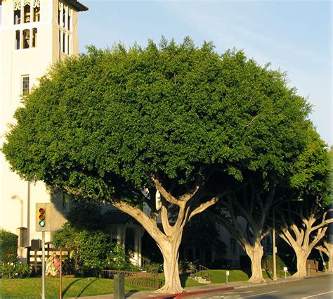 Ficus Indian Laurel Tree Arizona Elroy Adame