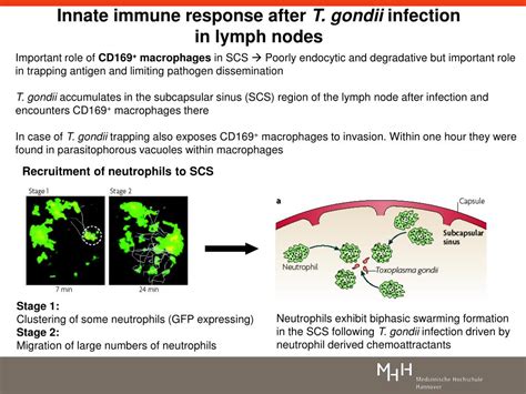 Ppt Dynamic Imaging Of Host Pathogen Interactions In Vivo Powerpoint