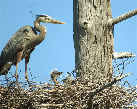 HERON's Sixth Year Marked by More Volunteers and More Colonies | IFW Blogs