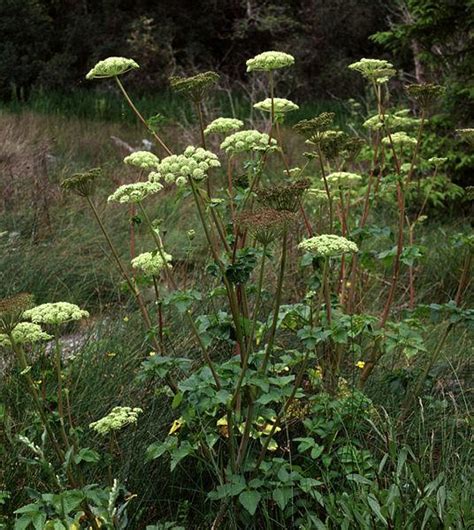 Seacoast Angelica Angelica Lucida Garden Org