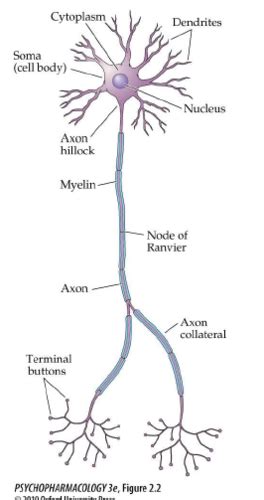 3 1 The Nervous System Neurons And Synapses Flashcards Quizlet