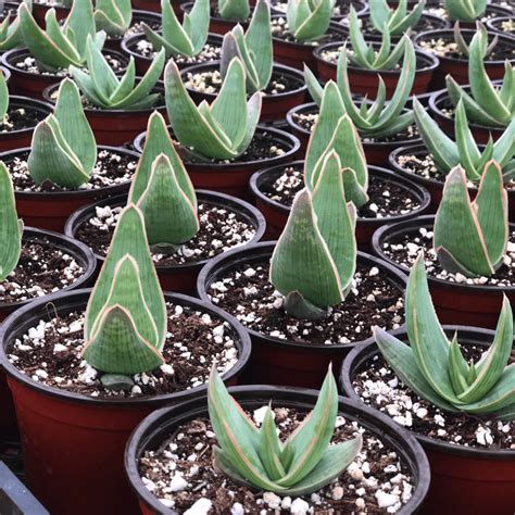 Coral Aloe Striata Harddy Succulent And Cactus Spotlight Blog