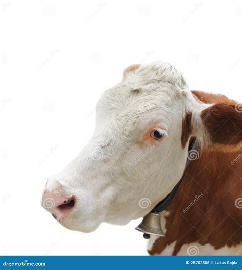 Portrait Of Cow Stock Photo Image Of Animal Dairy Full 25702506