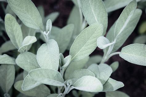 Essential Oil Spotlight Spanish Sage Benefits Application Recipes