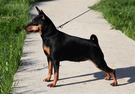 Карликовый пинчер – «мини-доберман»: описание породы, характер ...
