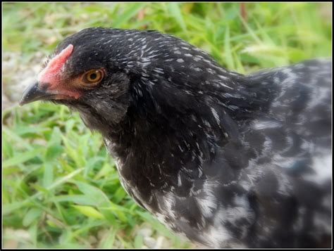 My Easter Egger Pullet Coco Puffs Around 8 Weeks Old BackYard