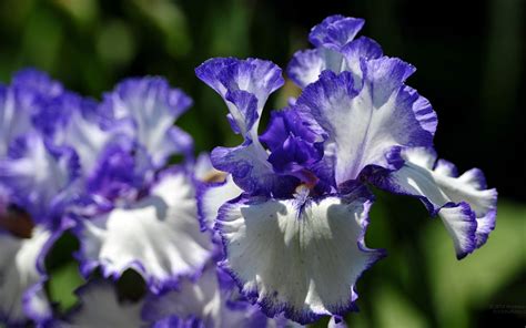 Irises Wallpapers - Wallpaper Cave