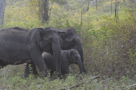 forest elephant nature  photo  pixabay pixabay