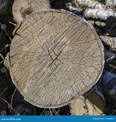 Round Section Of A Tree Trunk Stock Image Image Of Realistic