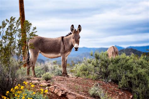 Wild Burro Posing Lake Pleasant Arizona