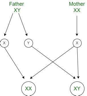 Sex Determination Chromosomal Mechanism Best Biology