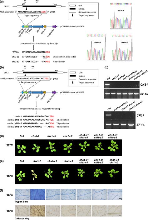 Figure From Temperature Dependent Autoimmunity Mediated By Chs