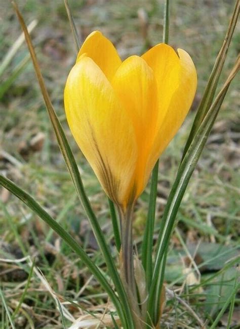 Prechilled Yellow Mammoth Crocus Bulbs Deer Resistant Naturalize Qty