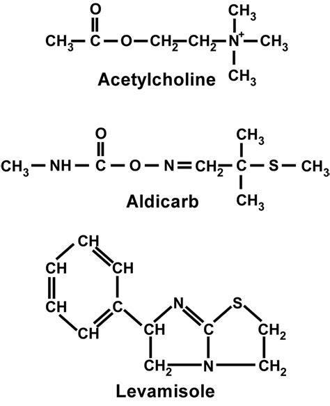 Acetylcholine