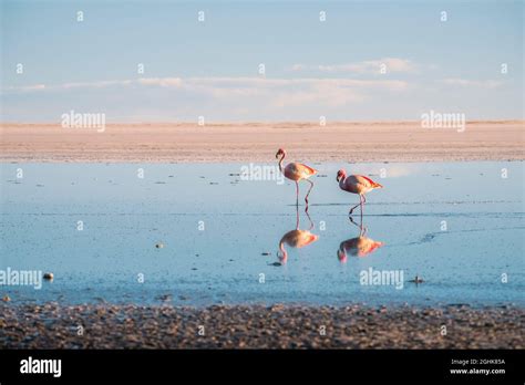 Two Pink Flamingos Walk By Salt Flats At Salar De Uyuni Bolivia Stock