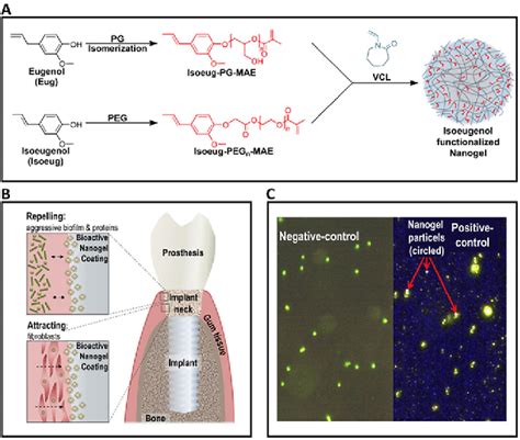 Synthesis of isoeugenol-functionalized nanogels from isoeugenolmodified ...