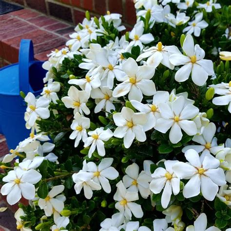 'Kleim's Hardy' gardenia | Container gardening, Have a blessed day ...