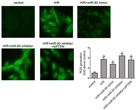 Effects Of Mir On H R Induced Ros Generation In H C Cells