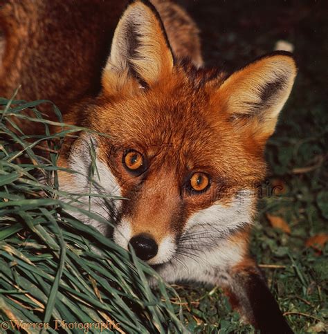 Red Fox photo WP22241