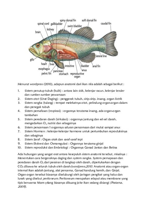 Gambar Anatomi Ikan Nila 47 Koleksi Gambar