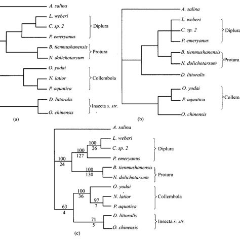 The Most Parsimony Tree Of Representative Groups Of Hexapoda A The Download Scientific