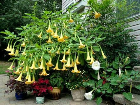 Angel Trumpet Plant Care - Plant Ideas