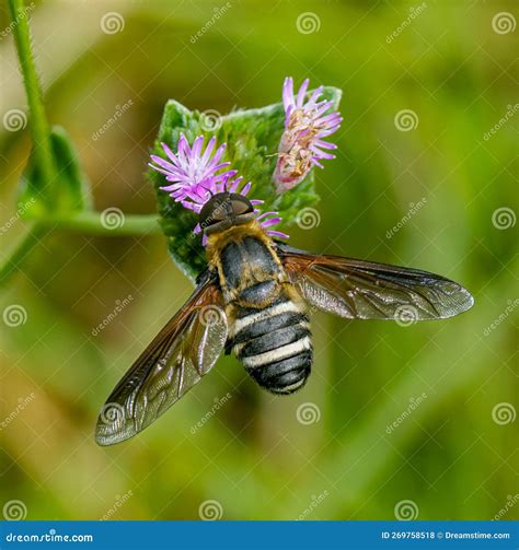 Barred Bee Fly - Exoprosopa Fasciata - With Great Wing And Fuzzy Furry