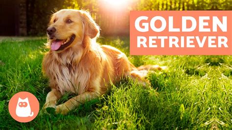 Descubre Todo Sobre El Incre Ble Golden Retriever En Espa Ol