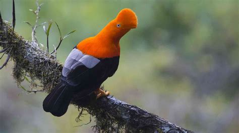 The Birds-Eye View: Peru is a Birdwatcher’s Paradise – In From The Outpost