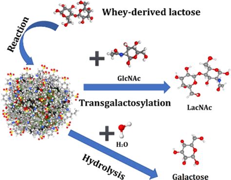 Improving β Galactosidase Catalyzed Transglycosylation Yields by Cross