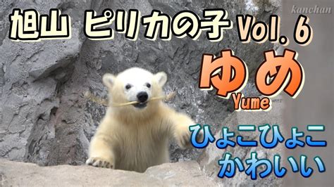 ひょこひょこ かわいい しろくまの子 旭山動物園 ピリカの子ゆめ Vol 6A polar bear cub 0year