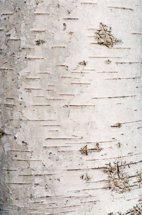 Birch tree bark texture stock image. Image of material - 51490903