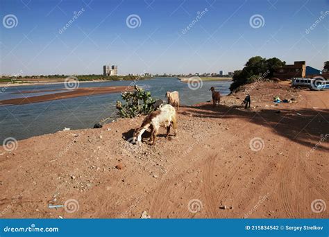 The Goat In The Small Village On Nile River Khartoum Sudan Editorial