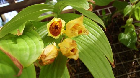 キイジョウロウホトトギス 身近の花 楽天ブログ