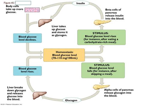 PPT Chp 45 Hormones The Endocrine System Review Chp 11 Cell