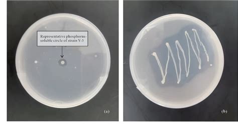 Figure 1 From The Impact Of Phosphate Solubilizing Bacteria Modified