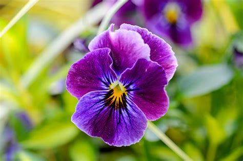 Wild Viola Plant