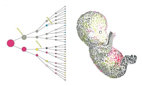 Genetically Modified Humans 4 Kinds We Can Now Create