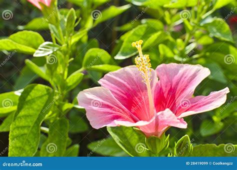 Pink Hibicus Flower Stock Image Image Of Hibiscus Leaf 28419099