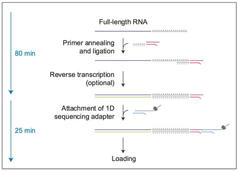 Life Free Full Text Direct Rna Nanopore Sequencing Of Sars Cov 2