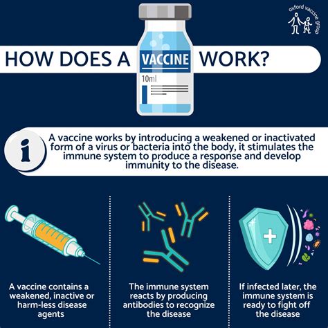 Oxford Vaccine Group On Twitter How Do Vaccines Works Here S A