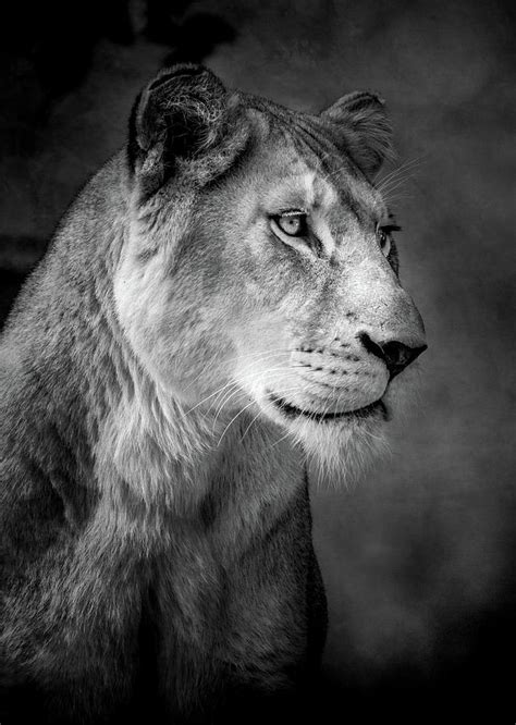 Lioness Photograph By Animus Photography Fine Art America