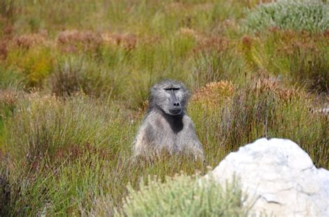 Seven baboons killed in Constantia for raiding | CapeTown ETC