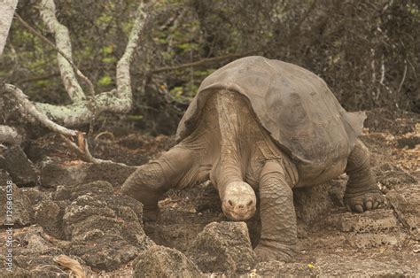 Lonesome George Extinct Galapagos Tortoise Stock Photo Adobe Stock