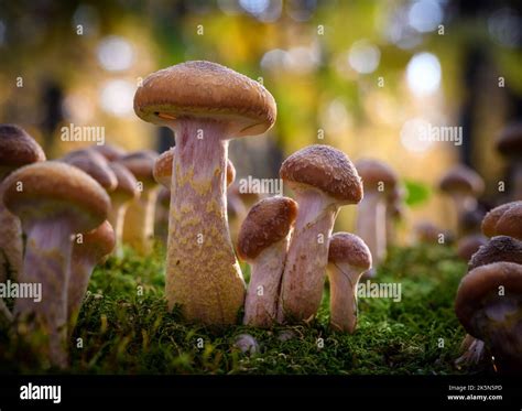 Armillaria Mellea Nmente Conocido Como Hongo De La Miel Un Hongo